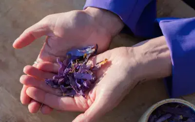 Blauwe Lotus – The Dream Flower