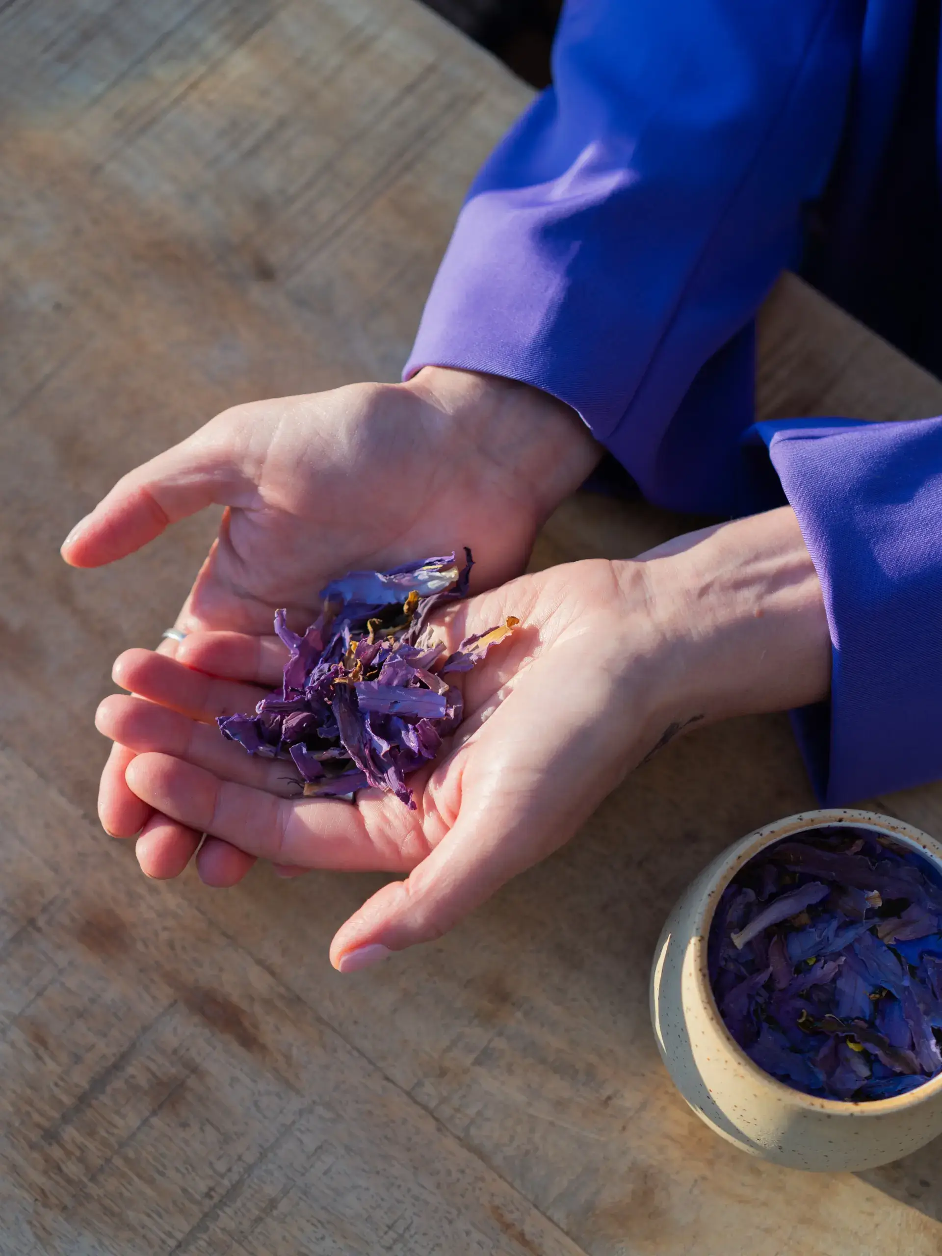 Blauwe Lotus – The Dream Flower