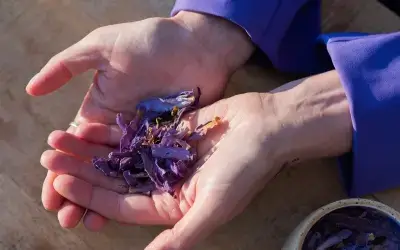 Blauwe Lotus – The Dream Flower